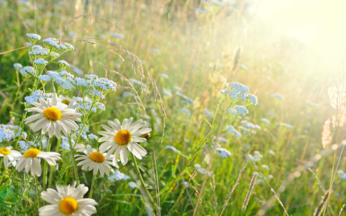 Каталог Картина ромашки под солнцем: Цветы и растения | Wall-Style