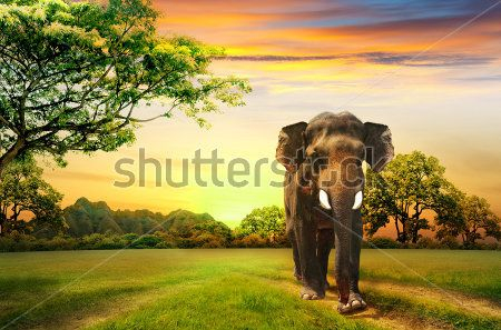 Каталог Картина слон: Животные | Wall-Style