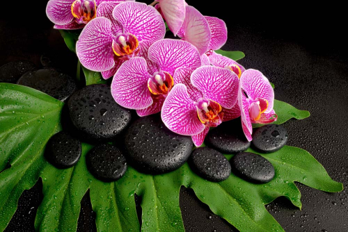Каталог Фотообои орхидеи на черных камнях:  | Wall-Style