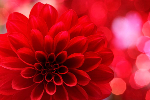 Каталог Картина красная хризантема: Цветы и растения | Wall-Style