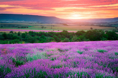 Каталог Фотообои поле фиолетовых цветов:  | Wall-Style