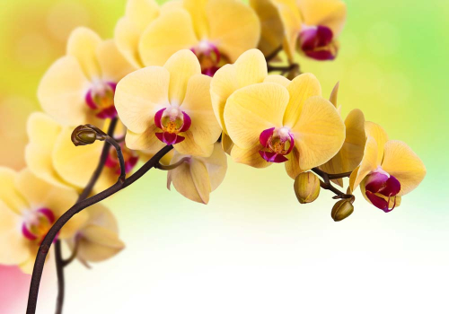 Каталог Фотообои желтые орхидеи:  | Wall-Style