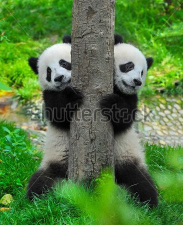 Каталог Фотообои панда:  | Wall-Style