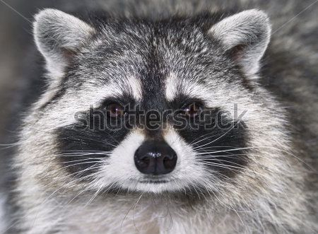 Каталог Фотообои енот:  | Wall-Style