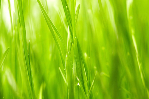 Каталог Фотообои трава на ветру:  | Wall-Style