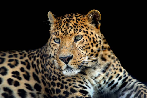 Каталог Фотообои леопард:  | Wall-Style
