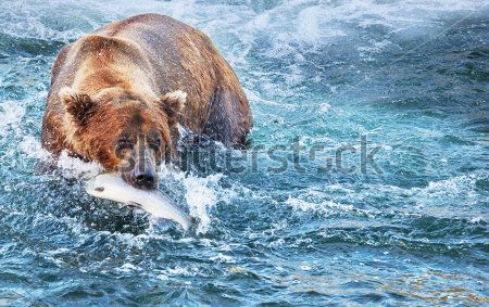 Каталог Картина медведь: Животные | Wall-Style