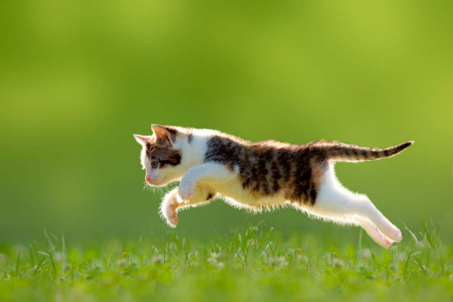 Каталог Фотообои котик на траве:  | Wall-Style
