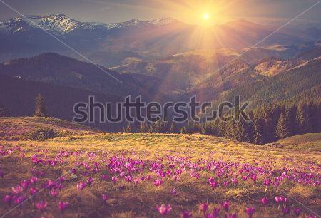 Каталог Картина поле: Природа | Wall-Style