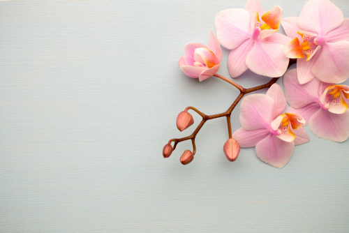 Каталог Фотообои нежные орхидеи:  | Wall-Style