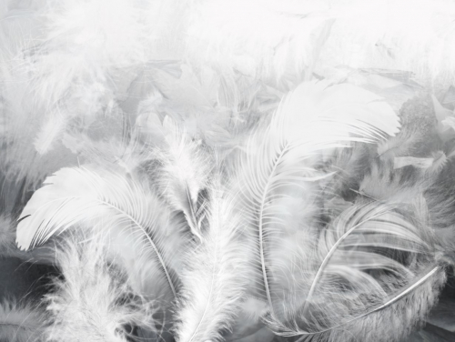 Каталог Фотообои белые перья:  | Wall-Style