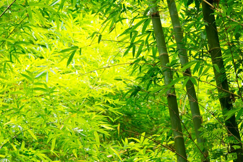 Каталог Картина зеленый бамбук: Природа | Wall-Style