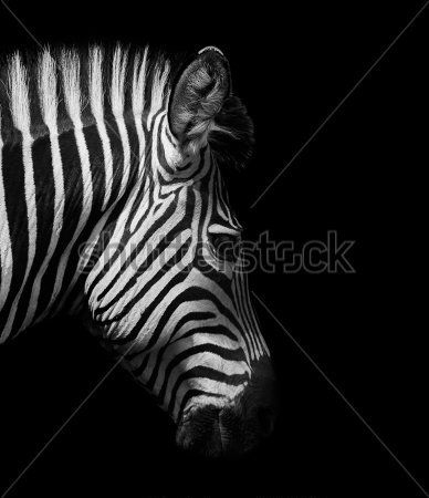 Каталог Фотообои зебры:  | Wall-Style