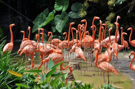 Каталог Картина фламинго: Животные | Wall-Style