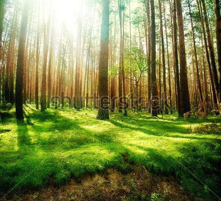 Каталог Фотообои лес:  | Wall-Style