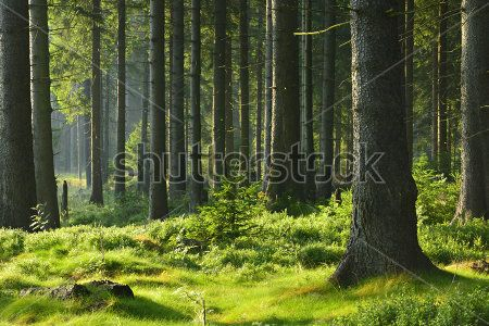 Каталог Картина лес: Природа | Wall-Style