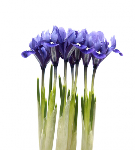Каталог Картина ирисы в букете: Цветы и растения | Wall-Style