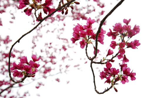 Каталог Фотообои цветущие вишни:  | Wall-Style