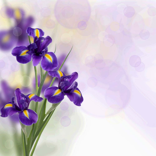 Каталог Фотообои ирисы с бликами:  | Wall-Style