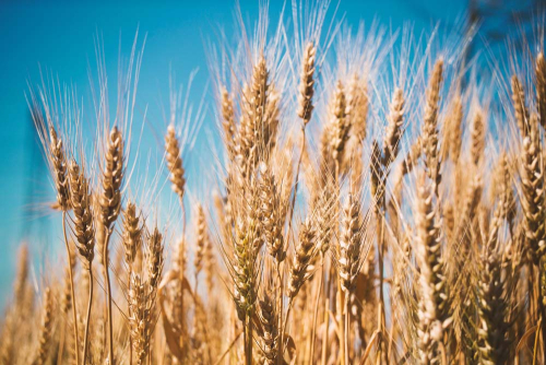 Каталог Фотообои пшеничное поле:  | Wall-Style