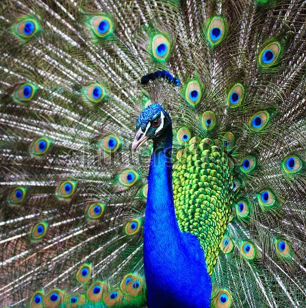 Каталог Картина павлин: Животные | Wall-Style