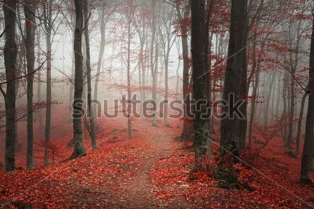 Каталог Картина лес: Природа | Wall-Style