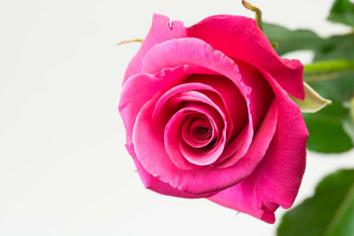 Каталог Фотообои роза:  | Wall-Style