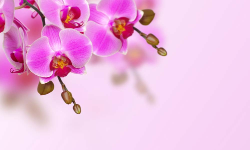 Каталог Фотообои лиловые орхидеи:  | Wall-Style