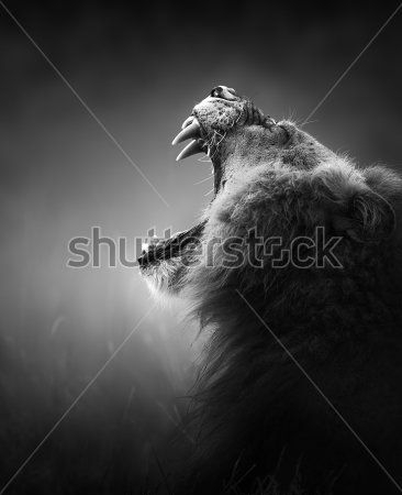 Каталог Фотообои дикий лев:  | Wall-Style