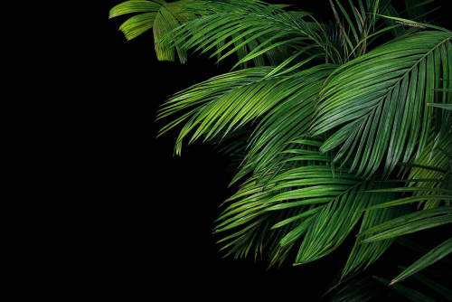 Каталог Картина ночные тропики: Листья | Wall-Style