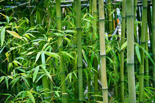 Каталог Фотообои роща бамбука:  | Wall-Style