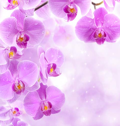 Каталог Фотообои крупные орхидеи:  | Wall-Style