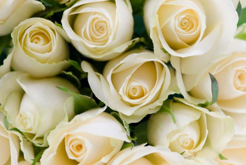 Каталог Фотообои белые розы:  | Wall-Style