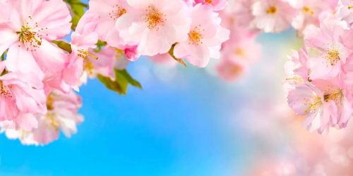 Каталог Картина сакура на фоне неба: Цветы и растения | Wall-Style