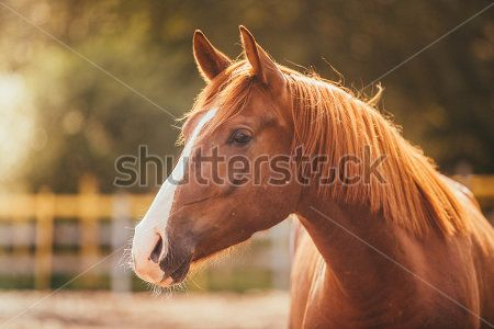 Каталог Фотообои лошади:  | Wall-Style