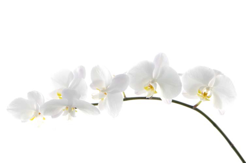 Каталог Картина ветка орхидеи: Цветы и растения | Wall-Style