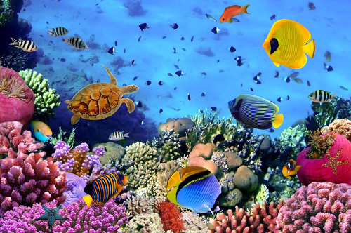 Каталог Картина жители моря: Море | Wall-Style