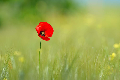 Каталог Фотообои цветущий мак:  | Wall-Style