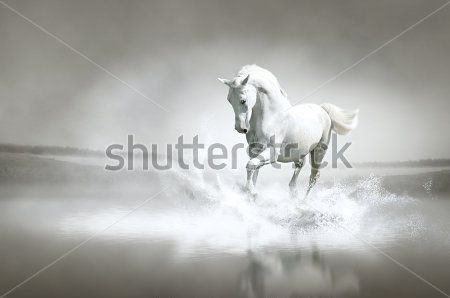 Каталог Фотообои лошадь:  | Wall-Style
