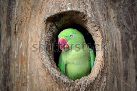 Каталог Фотообои попугаи:  | Wall-Style