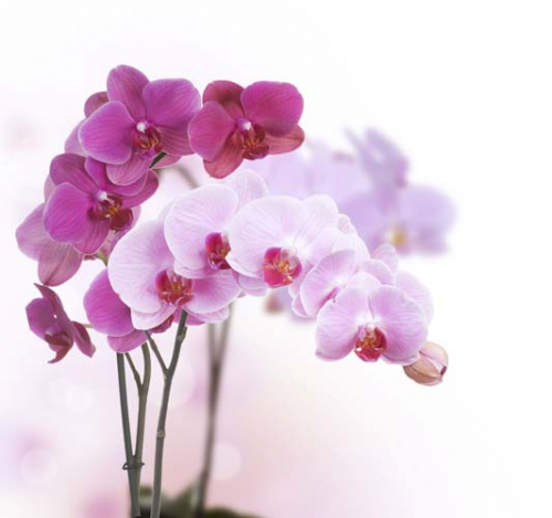 Каталог Фотообои цветущие орхидеи:  | Wall-Style