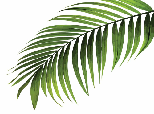 Каталог Картина пальмовая ветка: Листья | Wall-Style
