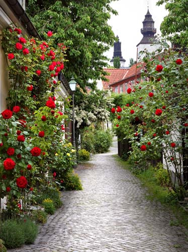 Каталог Фотообои тропинка с розами:  | Wall-Style
