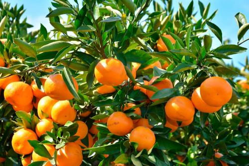 Каталог Картина мандарин: Еда и напитки | Wall-Style