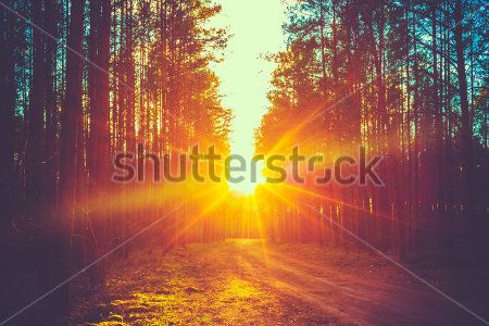 Каталог Картина лес: Природа | Wall-Style