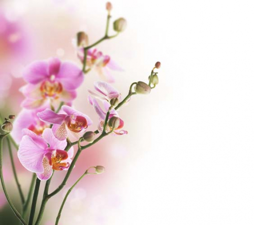 Каталог Фотообои орхидея:  | Wall-Style