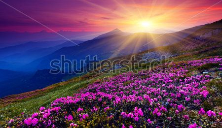 Каталог Фотообои цветущее поле:  | Wall-Style