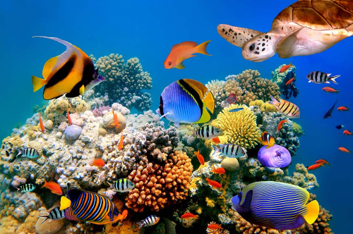 Каталог Картина риф в море: Море | Wall-Style