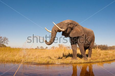 Каталог Картина слон: Животные | Wall-Style