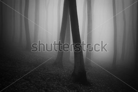Каталог Фотообои лес:  | Wall-Style